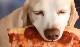 网红狗哥爆料吃瓜事件,揭秘娱乐圈吃瓜大事件！